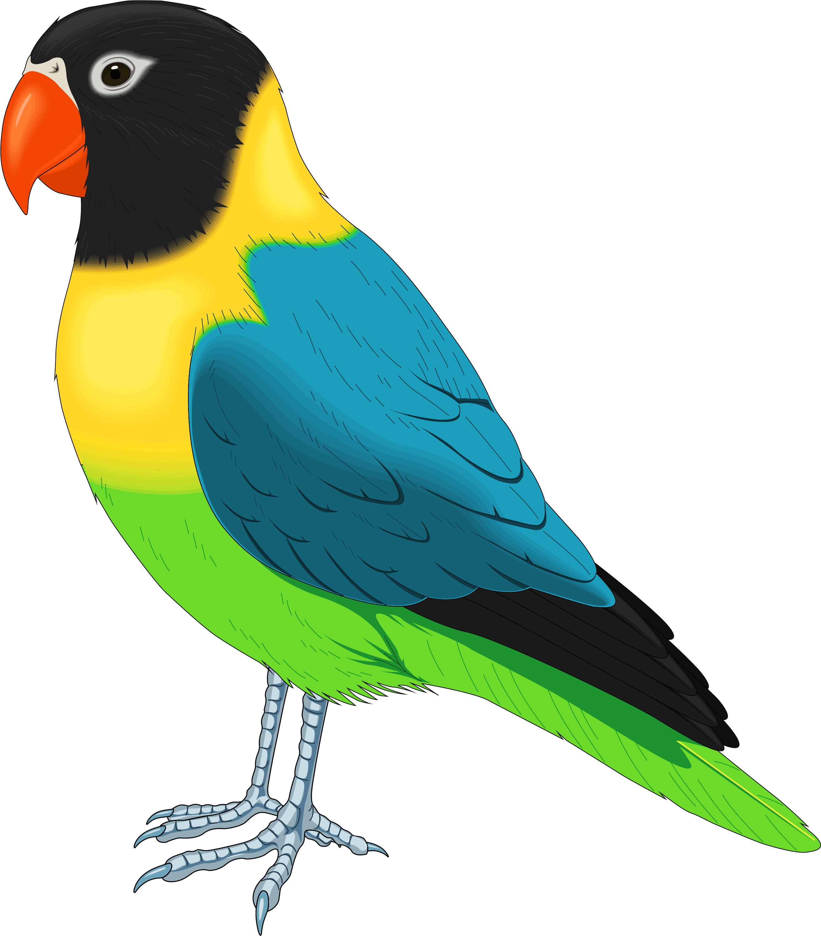Multicolored Bird Png Clipart - Bird Clipart (443x500), Png Download