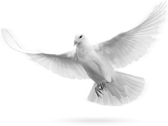 Simple Dove Png - Cash Out Ft Pusha T Creed (549x403), Png Download