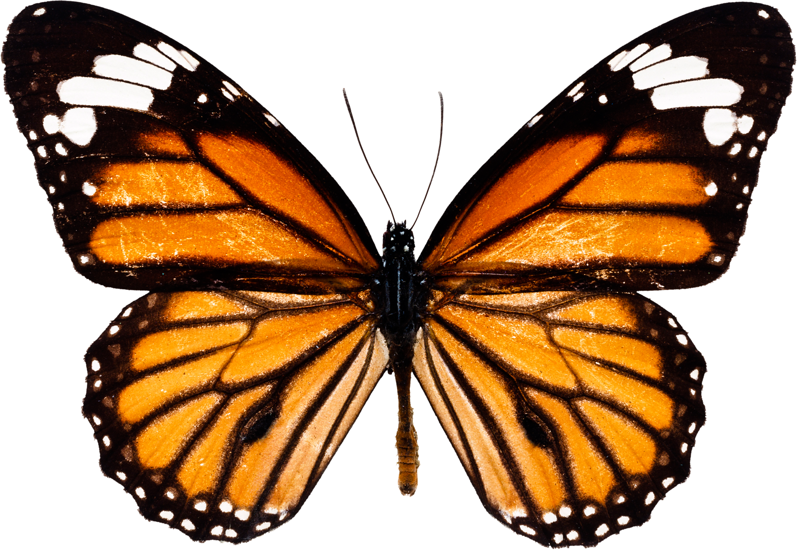 Graphic Transparent Download Monarch Butterfly Insect - Monarch Butterfly Png (2703x1867), Png Download