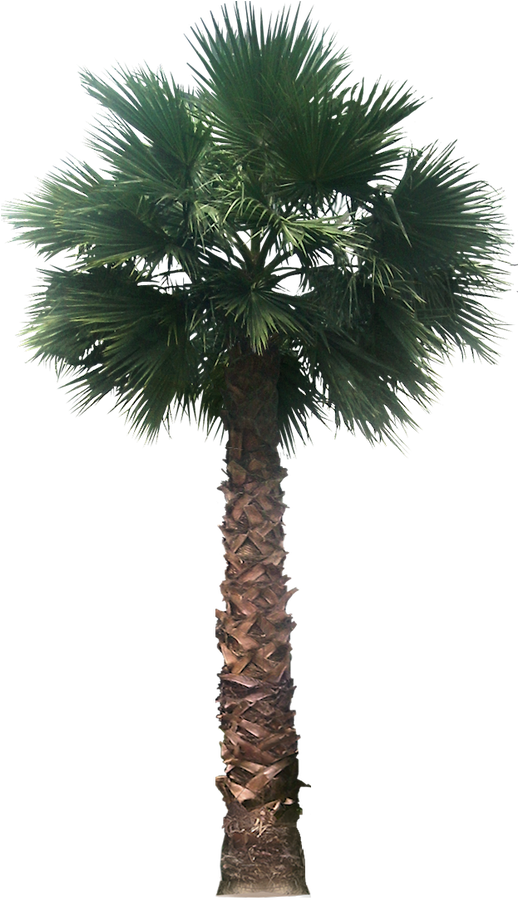 20 Free Tree Png Images - Desert Palm Tree Png (622x1083), Png Download