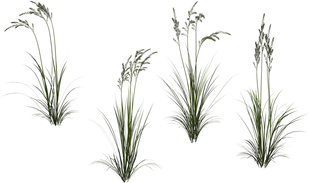 Long Grass Png High-quality Image - Long Flower Transparent (1024x639), Png Download