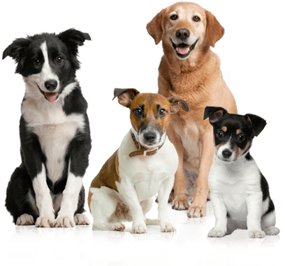 Dog Group - Dogs Calendar 2018: 16 Month Calendar (425x424), Png Download