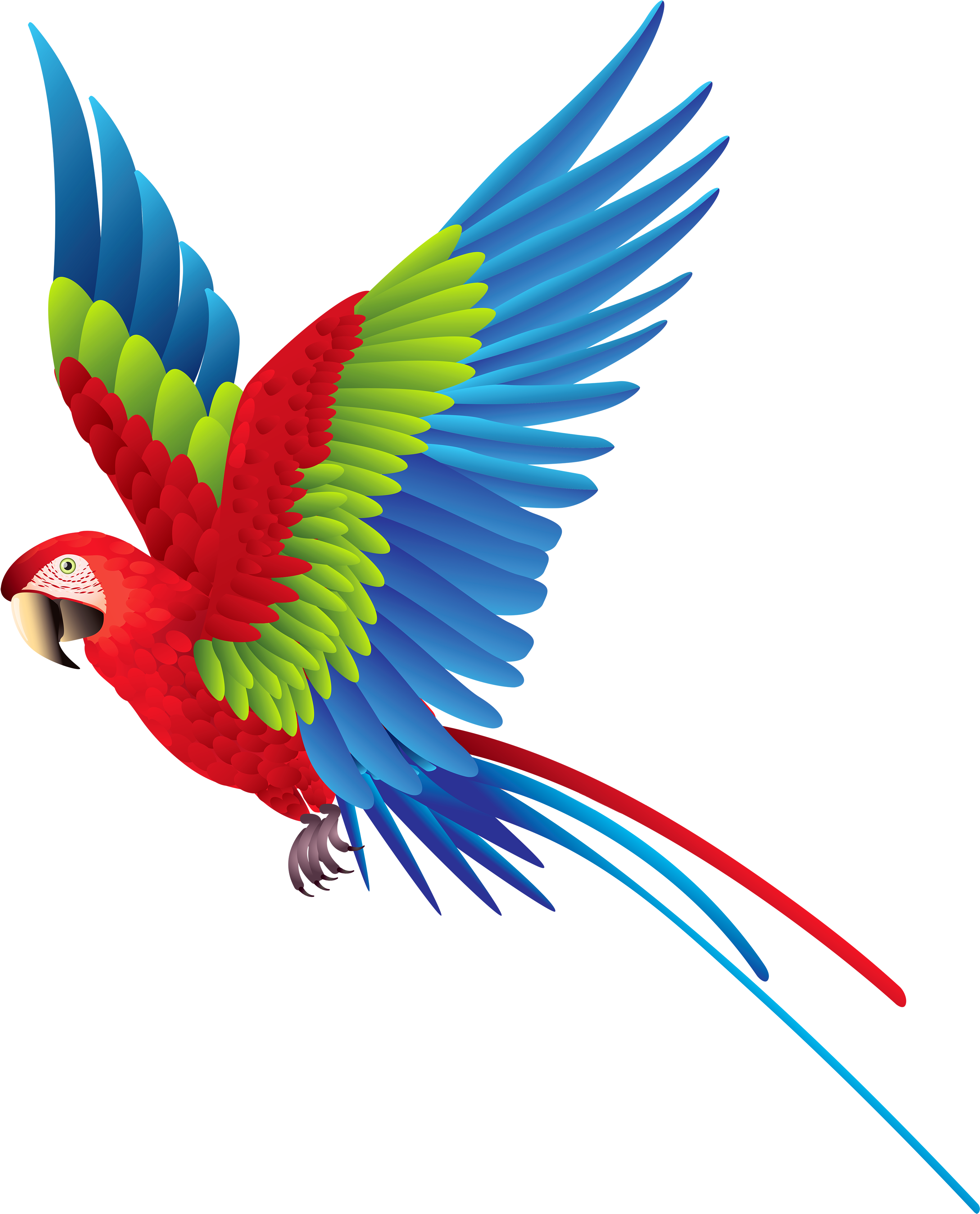 Colourful Parrot Png Clipart - Parrot Png (3214x4000), Png Download