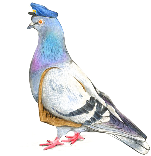 Homing Pigeon Columbidae Drawing Watercolor Painting - Pigeon Drawing Colour (564x833), Png Download