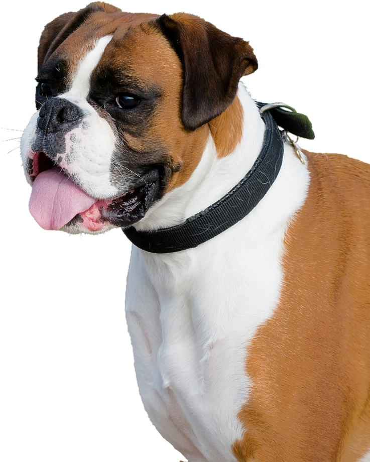 Boxer Dog Png Transparent Image - Png Dog (500x591), Png Download