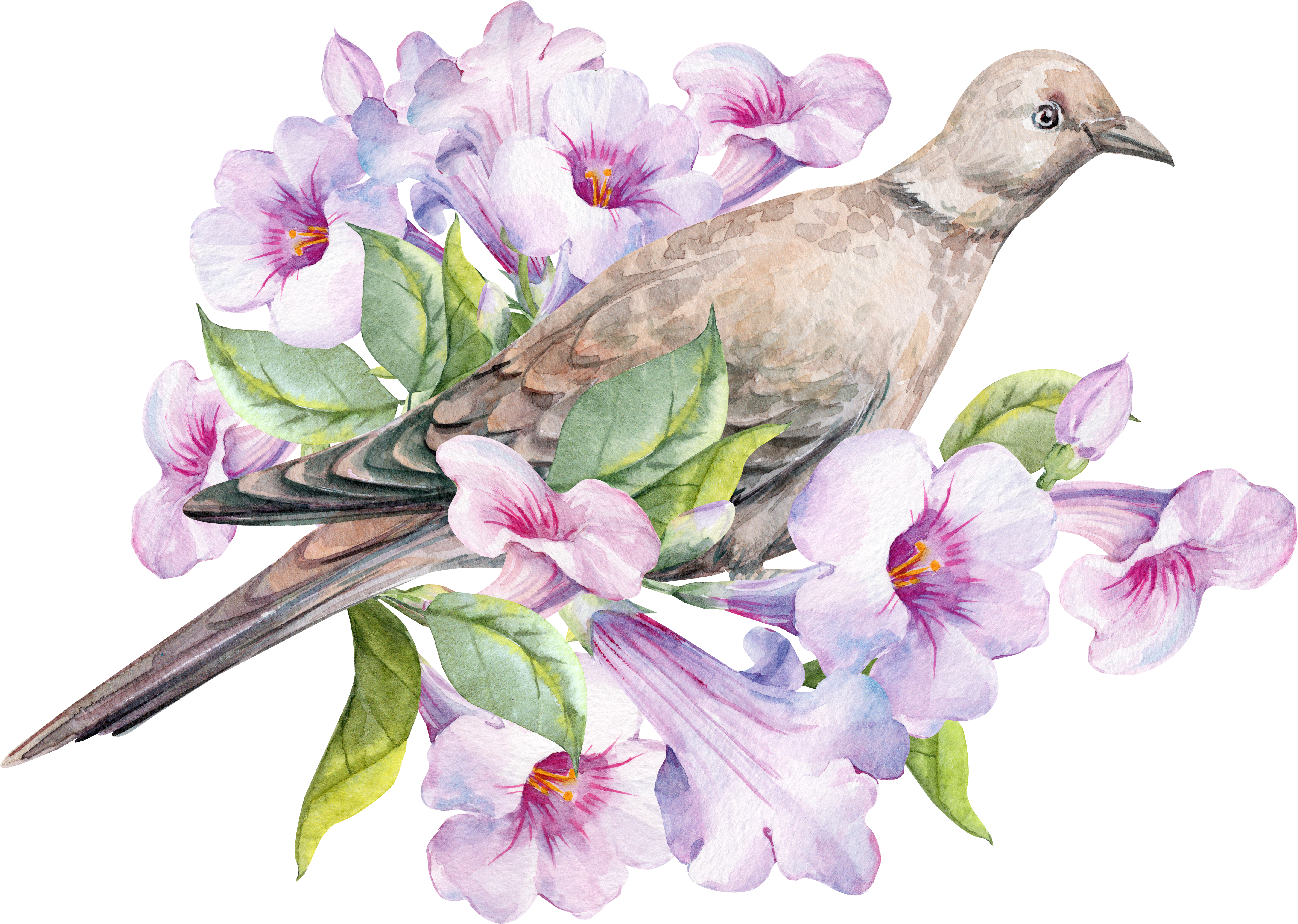 Dove Png (6636x4741), Png Download