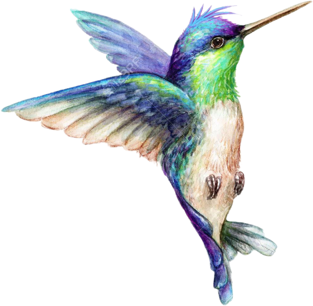 Download Transparent Art Hummingbird Hummingbirds Bird Birds Animals