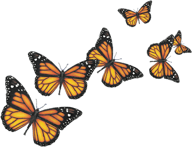 Insects - Butterfly Png (680x516), Png Download