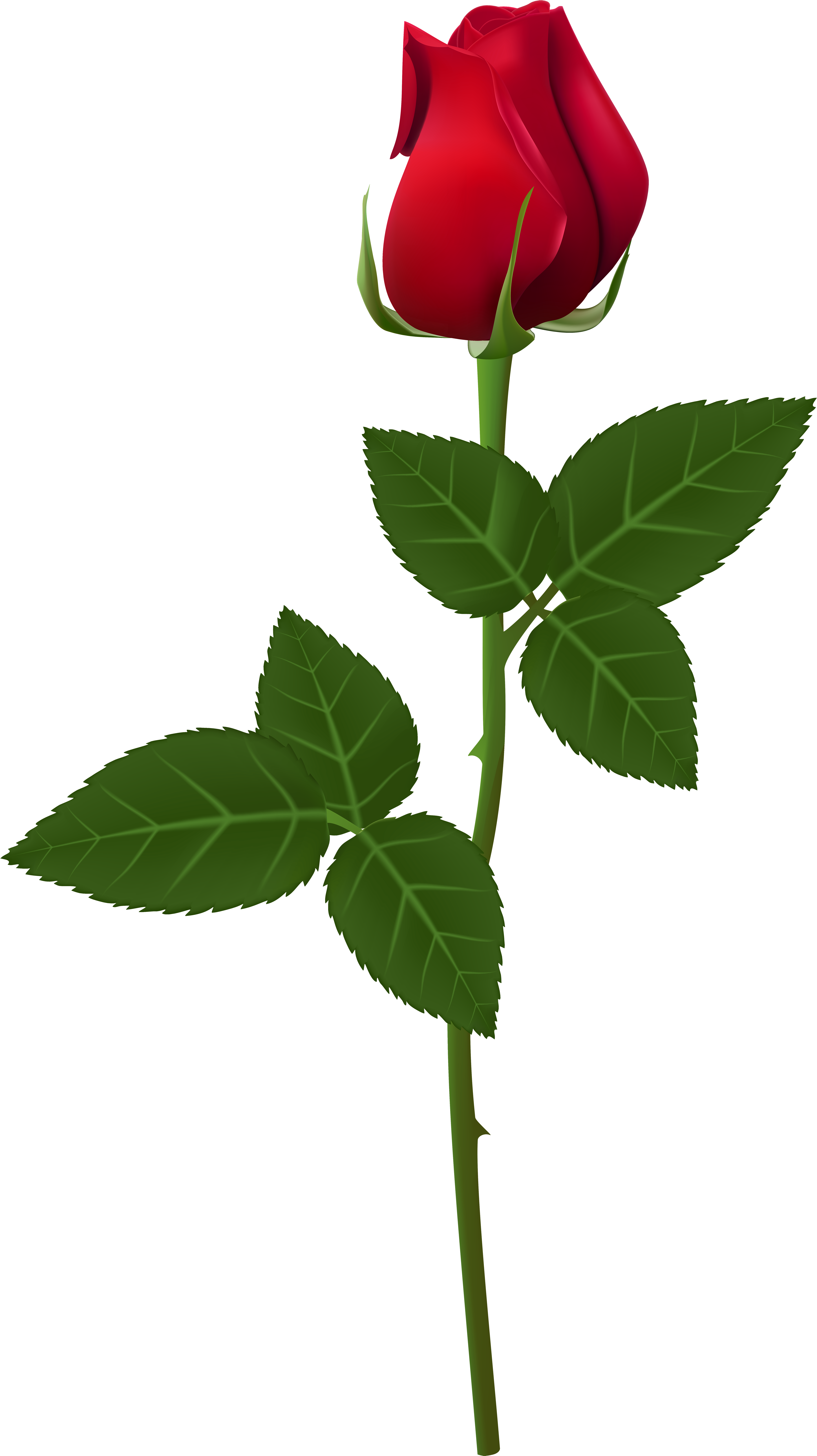 Rose Transparent (4544x8100), Png Download