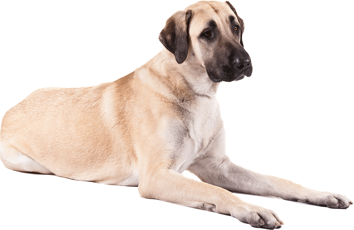 Dog (1170x780), Png Download