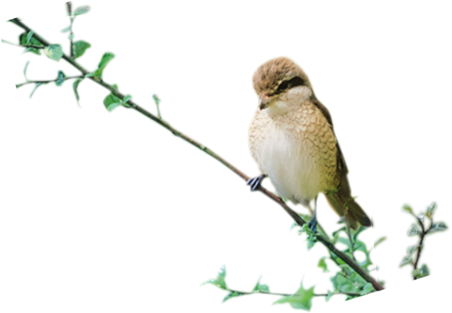 Birds Photo Transparent Image - Sand Martin (1044x757), Png Download