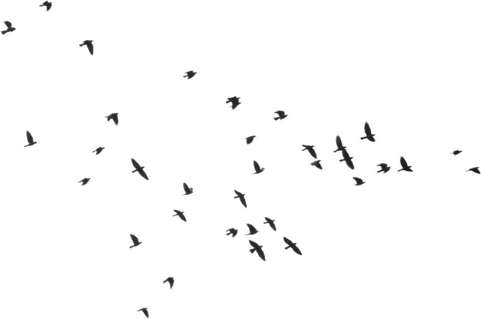 Bird Silhouette - Kanatlanıp Uçmak Karina Yayınevi (1024x681), Png Download