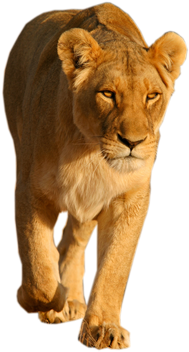 Lion Png Vectors - Lioness Png (445x355), Png Download