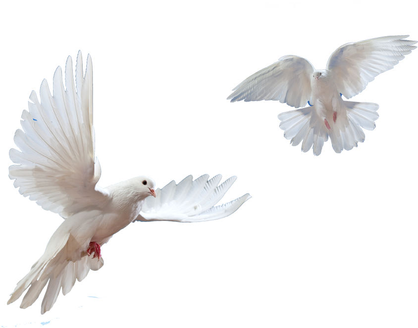 Transparent Pictures Free Icons Picture Black And White - Dove Png (1032x1032), Png Download