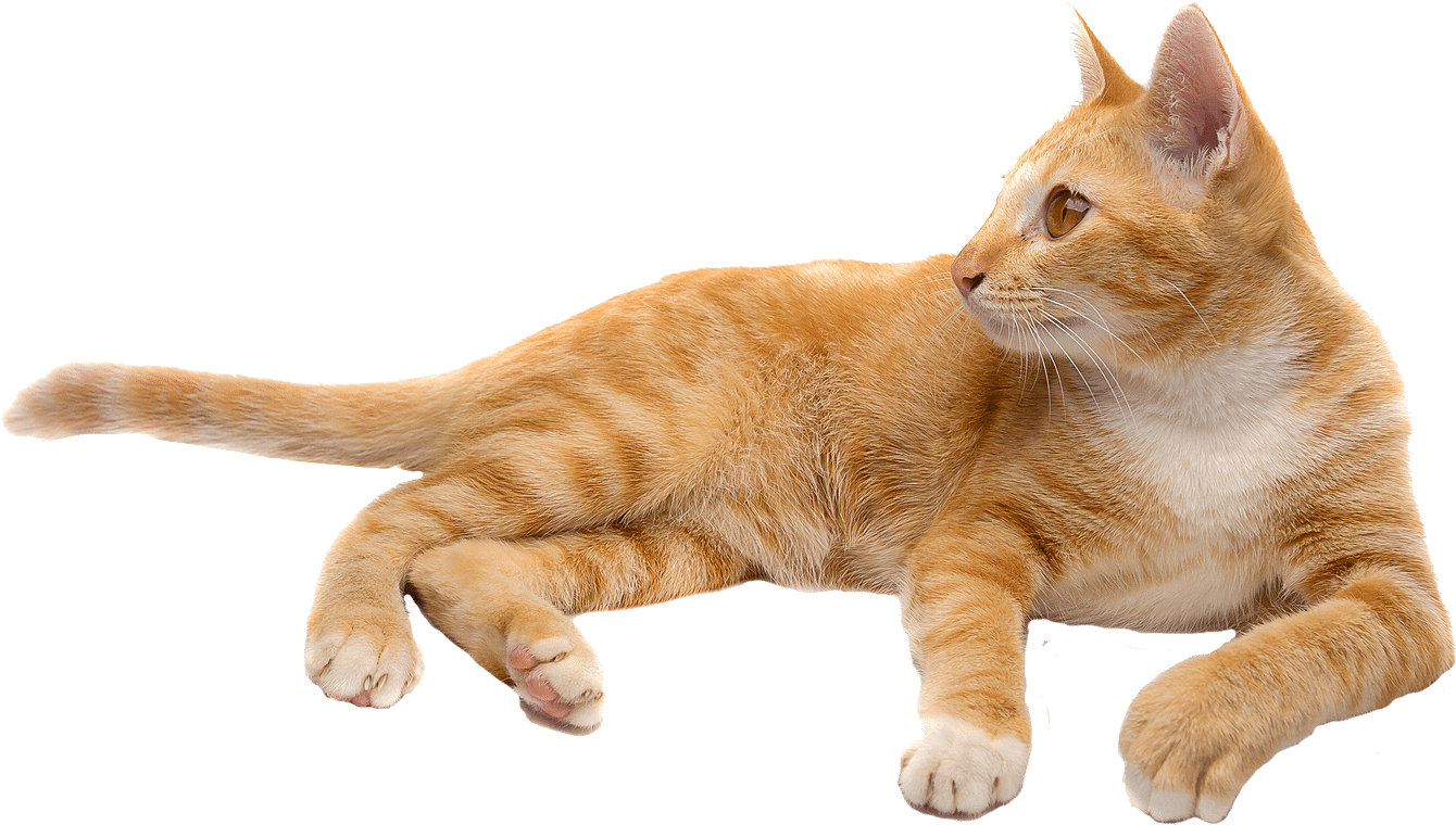 Orange Cat Png (1406x827), Png Download