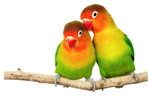 Love Birds Png Transparent Image - Love Birds (600x450), Png Download