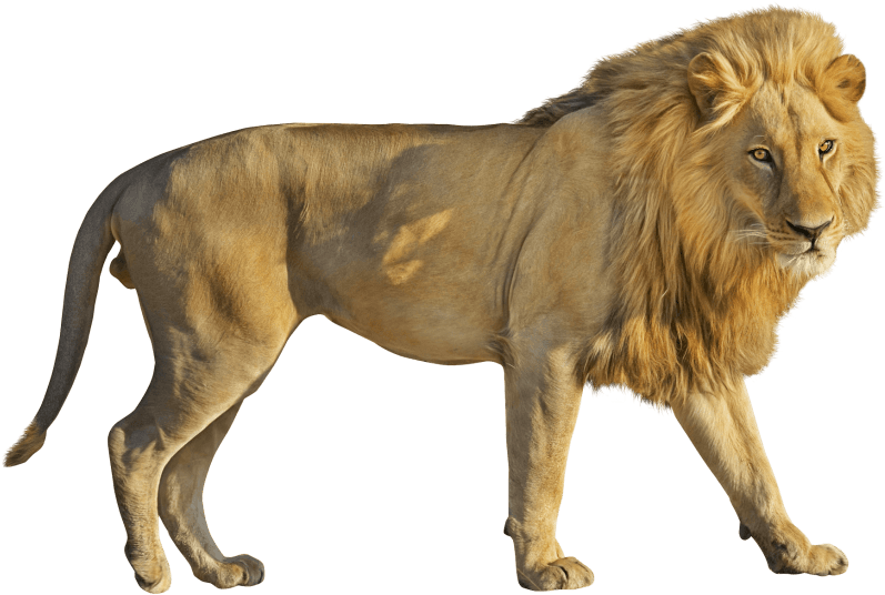 Free Png Lion Png Images Transparent - Lion Png (850x569), Png Download