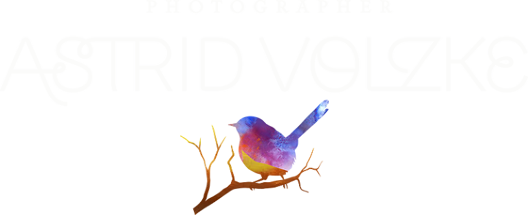 About - Wren (768x314), Png Download