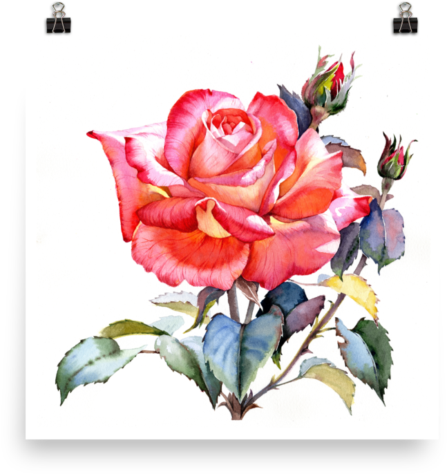 Bright And Floral Rose Watercolour Print Matte Poster - Red Roses Watercolor (1000x1000), Png Download