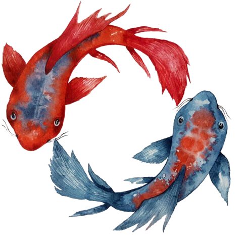 Yin Yang Koi Fish | Unisex T-shirt | Apparel | Women (510x500), Png Download