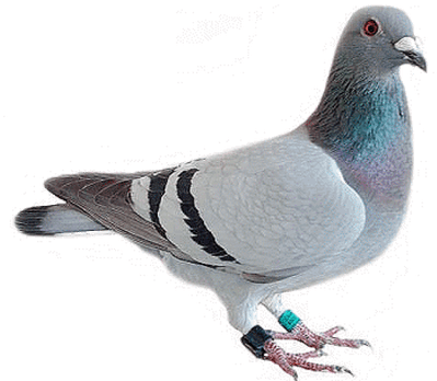 Pigeon Looking - Pigeon Emoji Png (400x400), Png Download