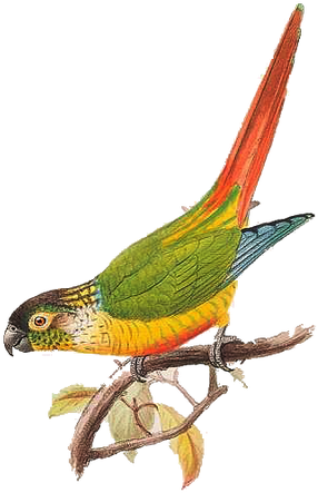 Tags - - Collage Png Bird Vintage (400x613), Png Download