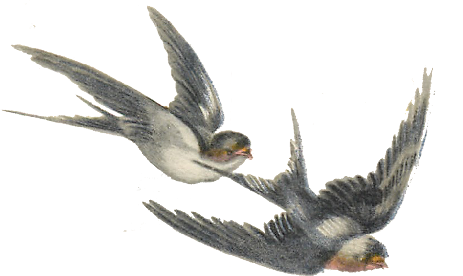 Vintage Bird Illustrations - Bird Illustration Png (1001x600), Png Download