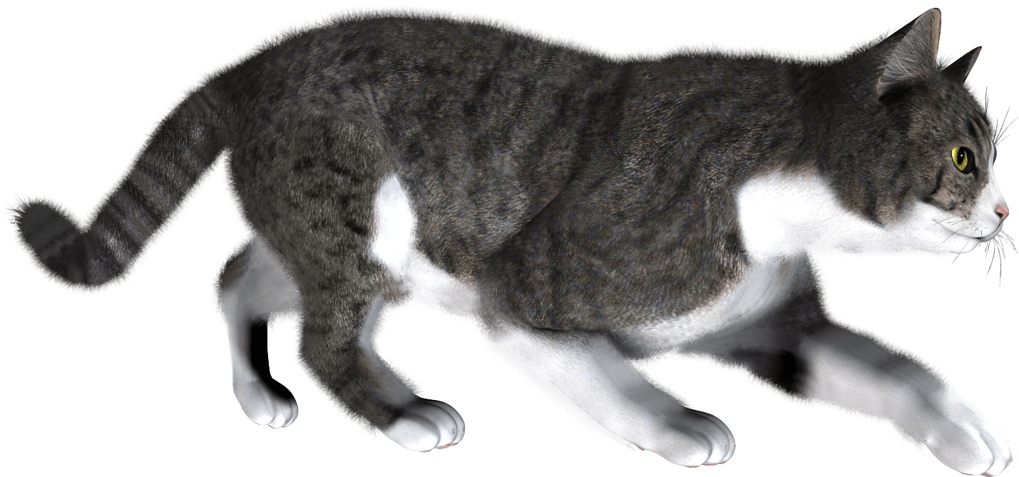 Cat Png - Have A Very Merry Christmas! Card (1490x1520), Png Download