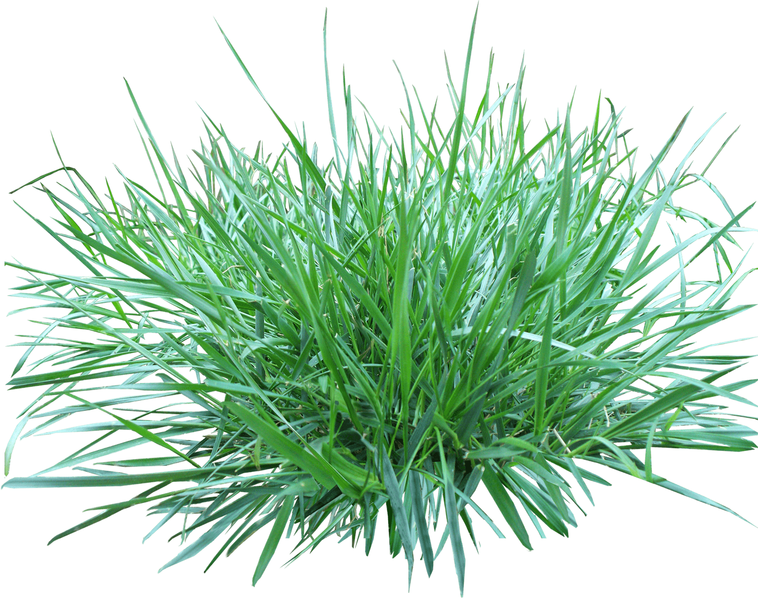 Nature - Полевица Побегоносная (1519x1200), Png Download