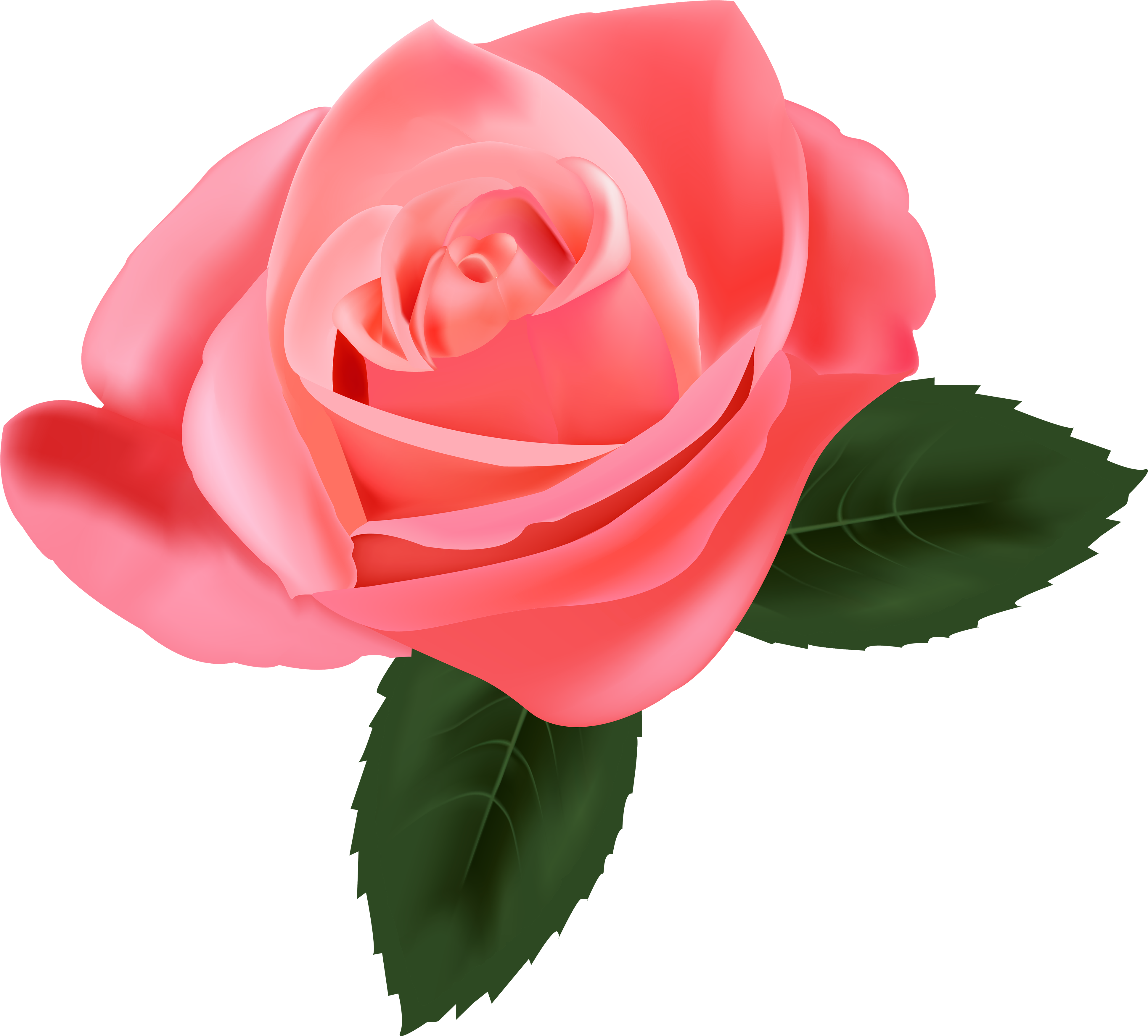 Pink Rose Png Clipart - Transparent Pink Rose Png (4000x3747), Png Download