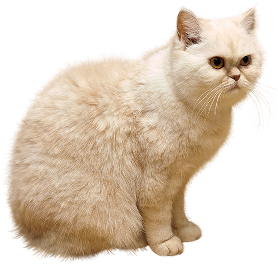 White Cat Png (557x528), Png Download