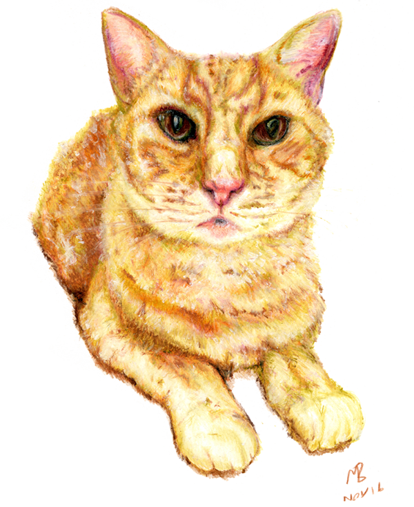 Png Black And White Library Ginger Drawing Watercolor - Library (600x734), Png Download