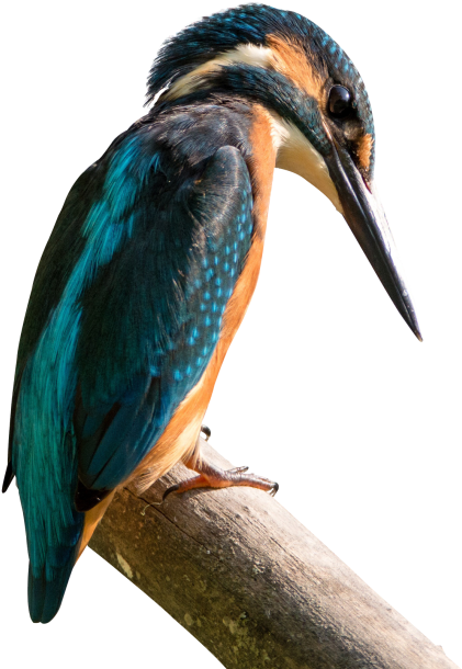 Kingfisher Png Transparent Image - Sanctuaries Bird Of Nepal List (500x628), Png Download
