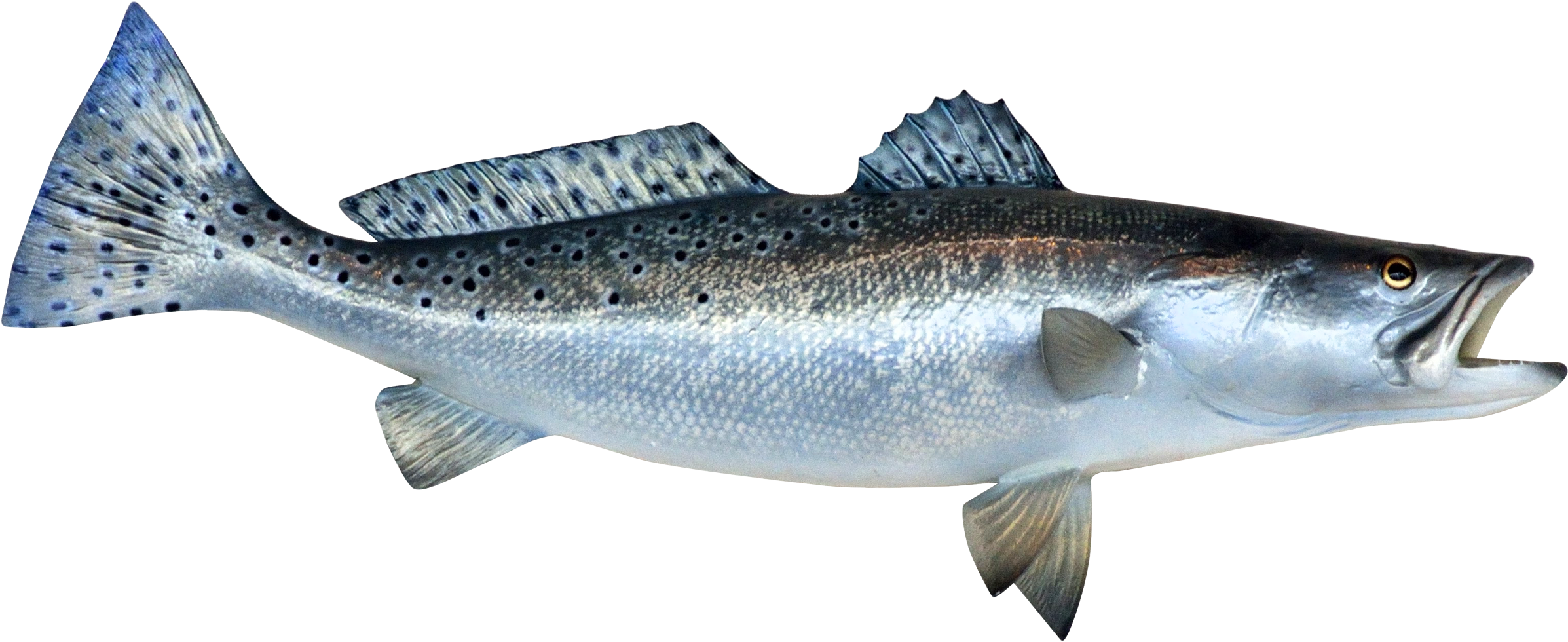 Fish Png (2590x1475), Png Download