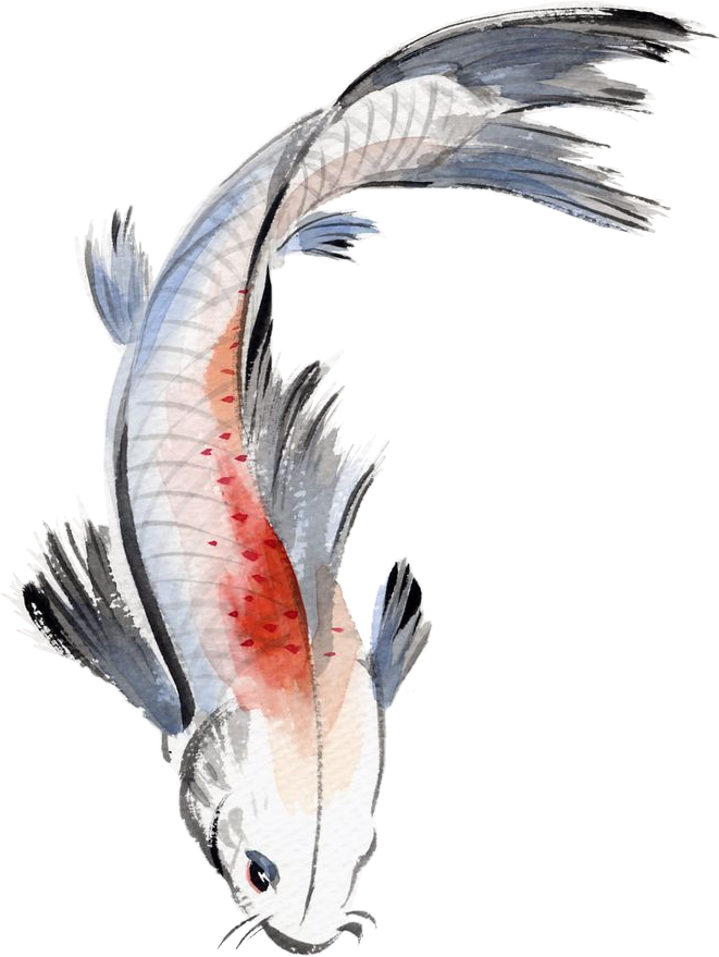 Watercolor Painting Fish Koi Koifish Watercolour Japane - Chinese Fish Painting (661x879), Png Download