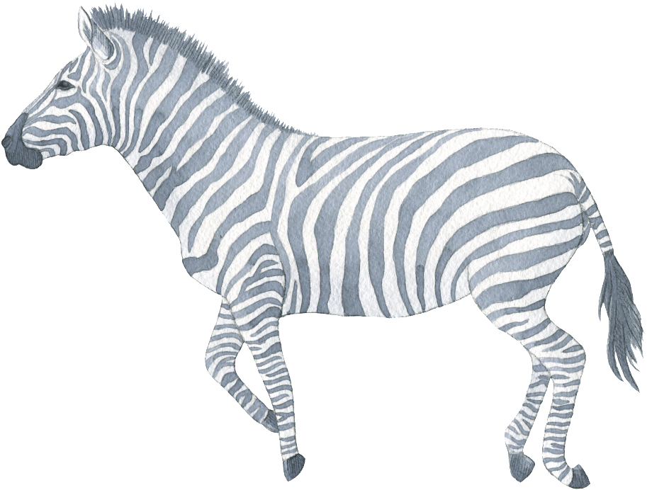 Hand Painted Zebra Watercolor Transparent Decorative - Aquarell-safari-tier-babyparty-einladung Karte (1024x786), Png Download