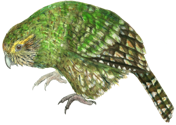 Kakapo Watercolor - Young Kakapo Mug (601x428), Png Download