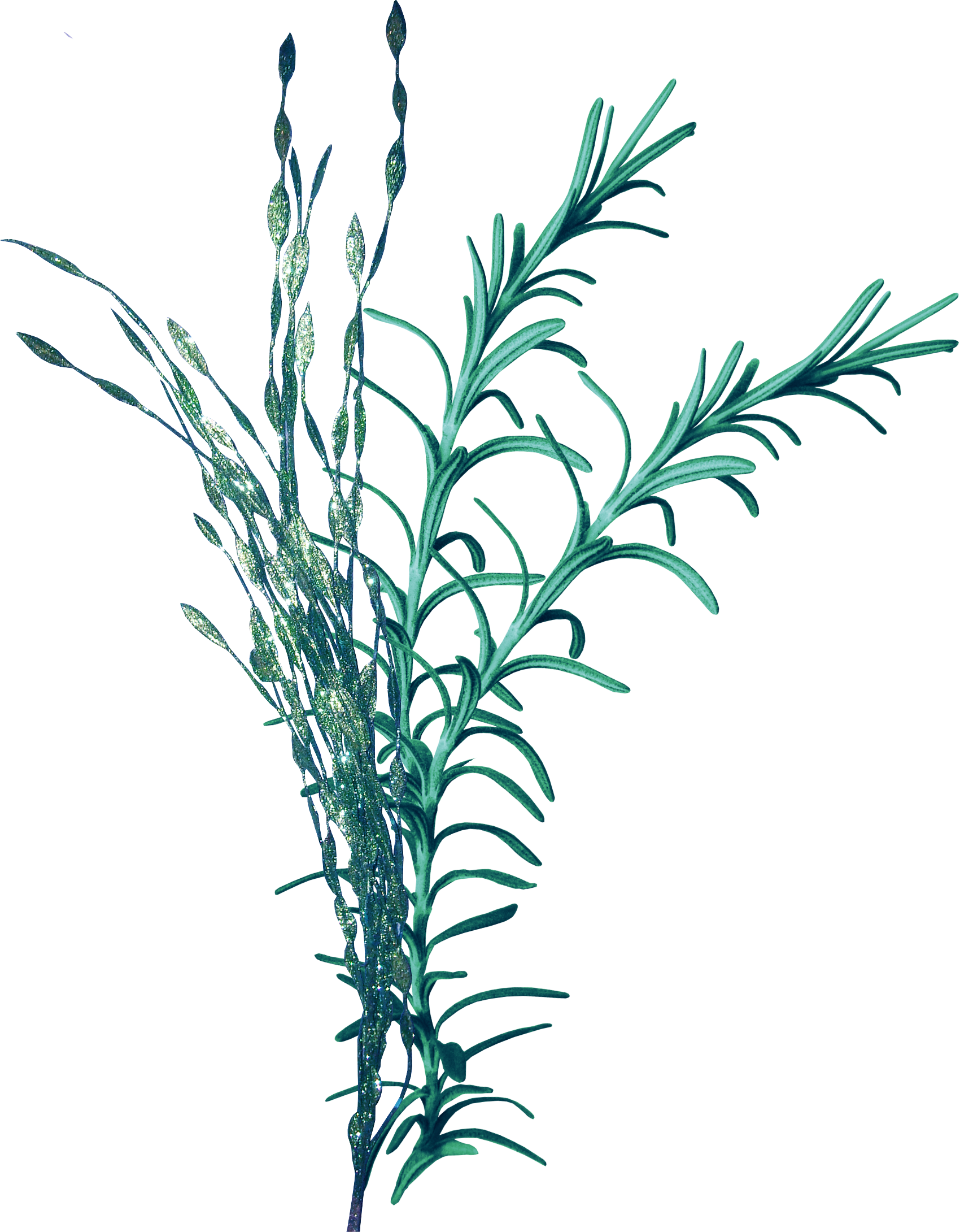 Royalty Free Stock Seaweed Clip Art Coral Transprent - Sea Grass Png (1700x2180), Png Download