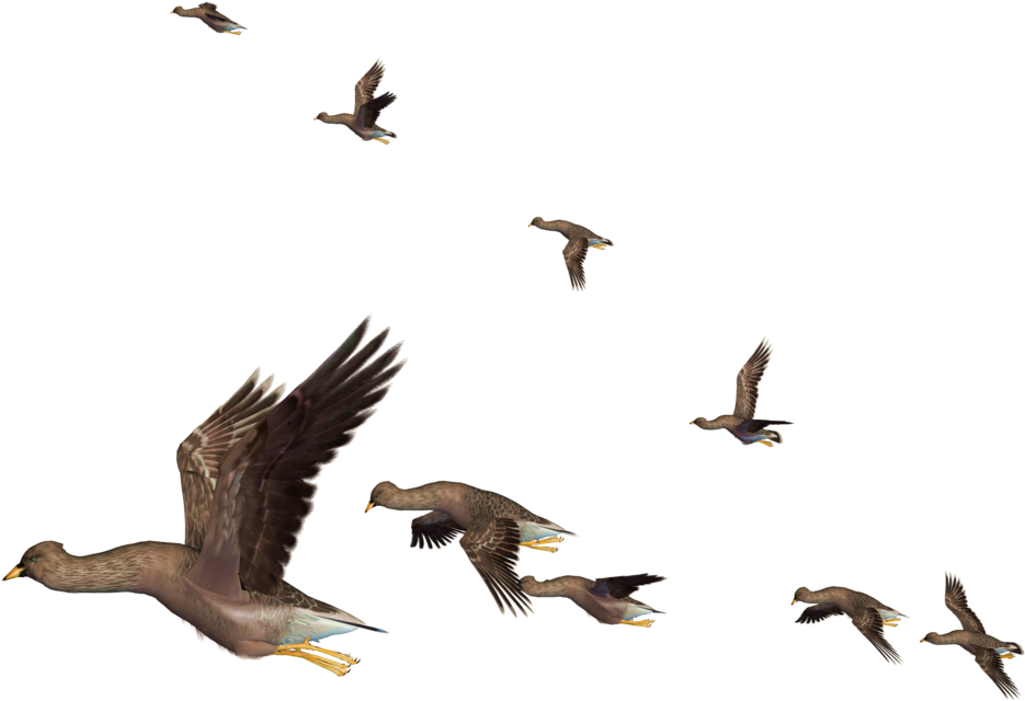 Flying Bird Png Clipart - Png Flying Bird (1024x768), Png Download