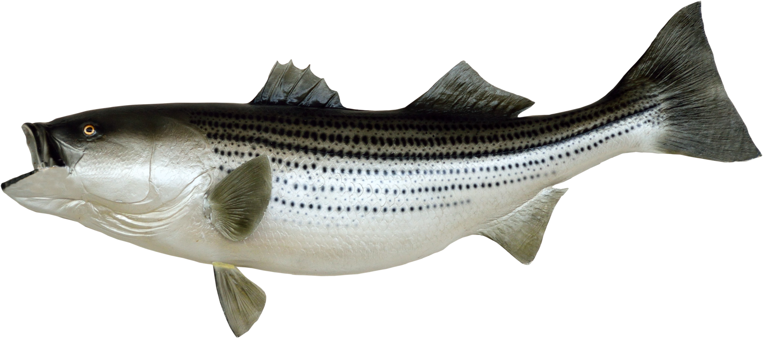 Free Png Fish Png Images Transparent - Fish Png (850x474), Png Download
