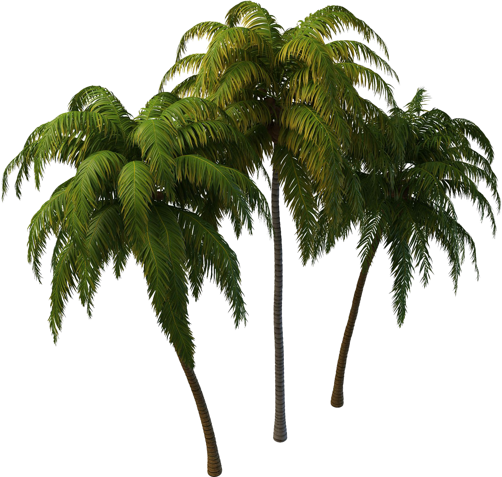 Coconut Tree Png Photos - Transparent Coconut Tree Png (1644x1617), Png Download