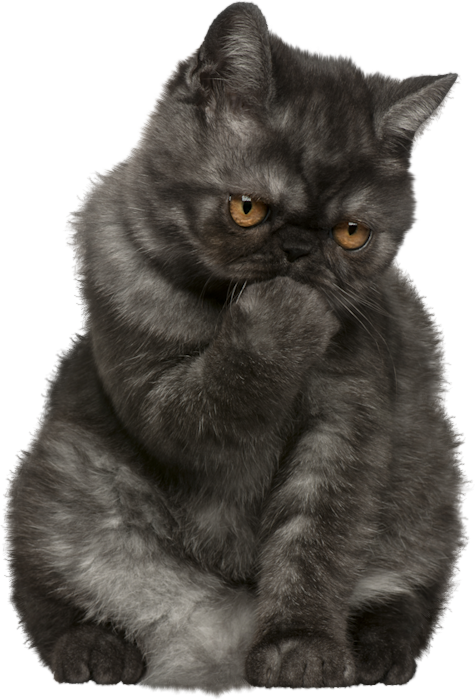Exotic Shorthair Best Food (475x700), Png Download