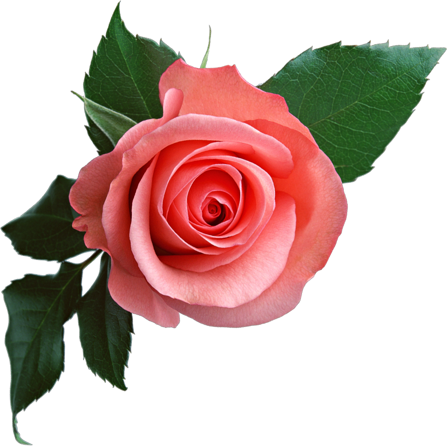 Pink Roses Transparent Background (909x906), Png Download
