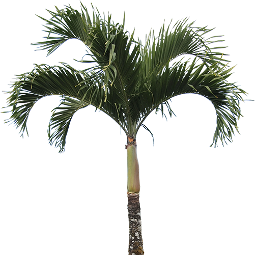 Free Icons Png - Palm Tree Texture Png (501x501), Png Download