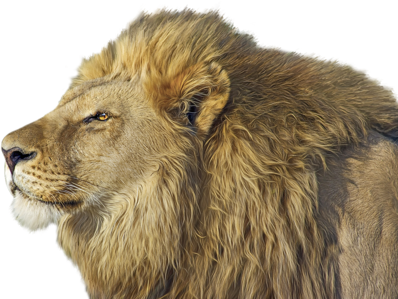 Lion Png Transparent Image - Lion Face Side Png (500x372), Png Download