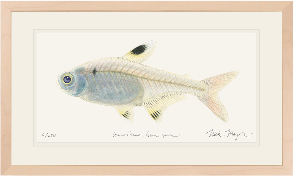 X-ray Fish Original Watercolor Painting - X-ray Tetra (1023x664), Png Download