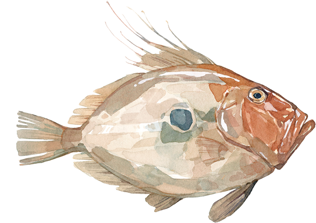 John Dory - Goldfish (800x450), Png Download