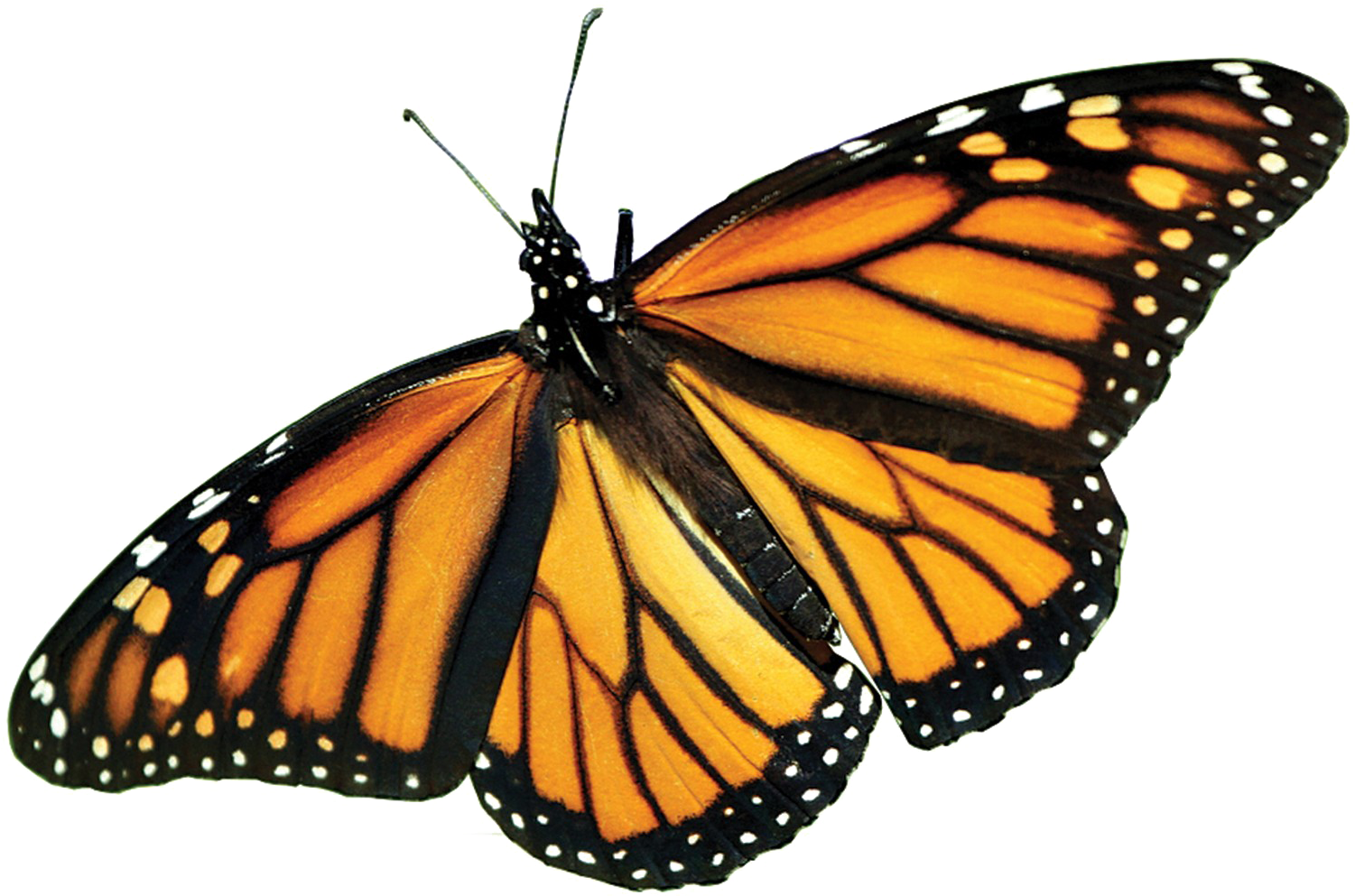 Monarch Butterfly Png Picture - Monarch Butterfly (1500x1000), Png Download