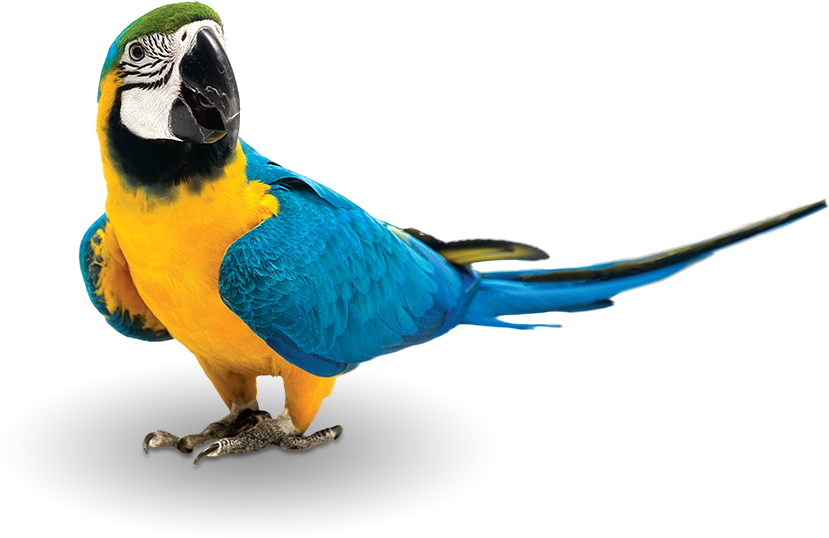 At Zupreem®, We Believe Feeding Pet Birds At Least - Zupreem Fruitblend Flavor Large Parrot Bird Food 35-lb (829x538), Png Download