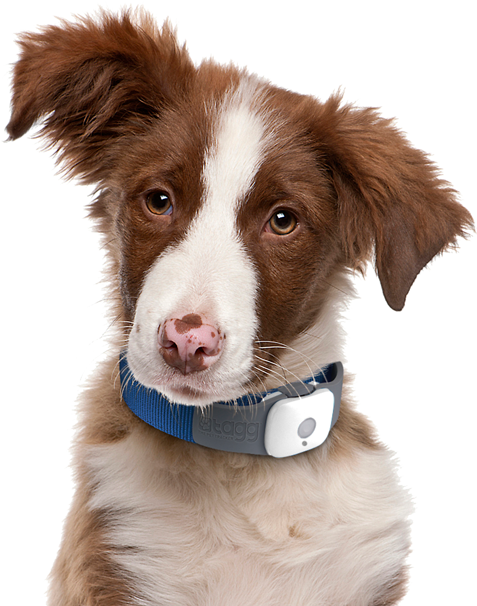 Cute Dog Png - Decoding Your Dog: Explaining Common Dog Behaviors (600x600), Png Download